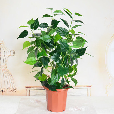 仿真植物盆栽小樹室內(nèi)外裝飾綠植 推薦